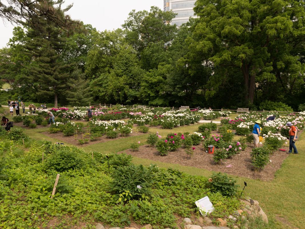 Nichols Arboretum — Parks and Outdoors